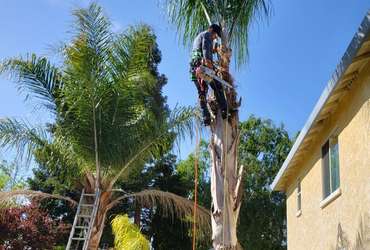 punk-palm-trimming