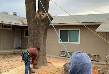 tree removal